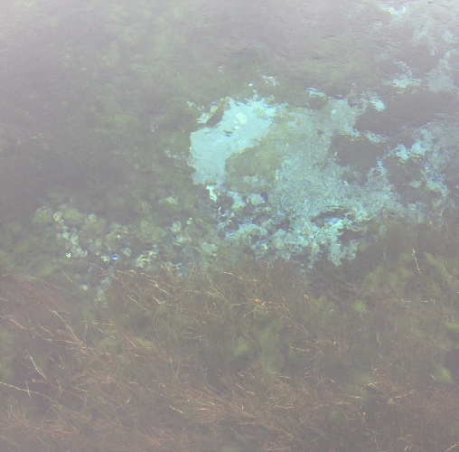 Te Waikoropupū Springs